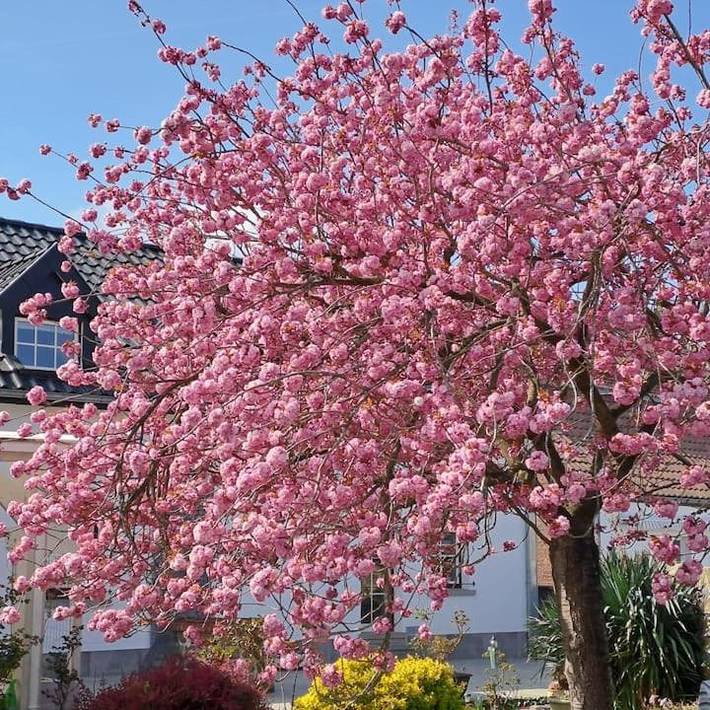 Chambre d’hôte pour 4 personnes, avec jardin