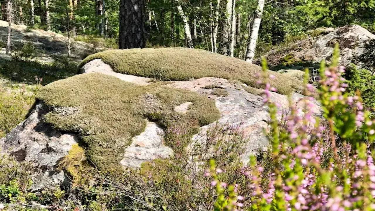 Ferienhaus für 3 Personen (60 m²) in Mosstorp in Södermanland