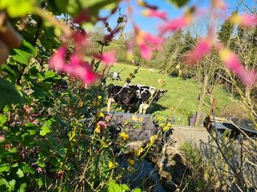 Gîte pour 3 personnes, avec vue ainsi que jardin et piscine à Plésidy
