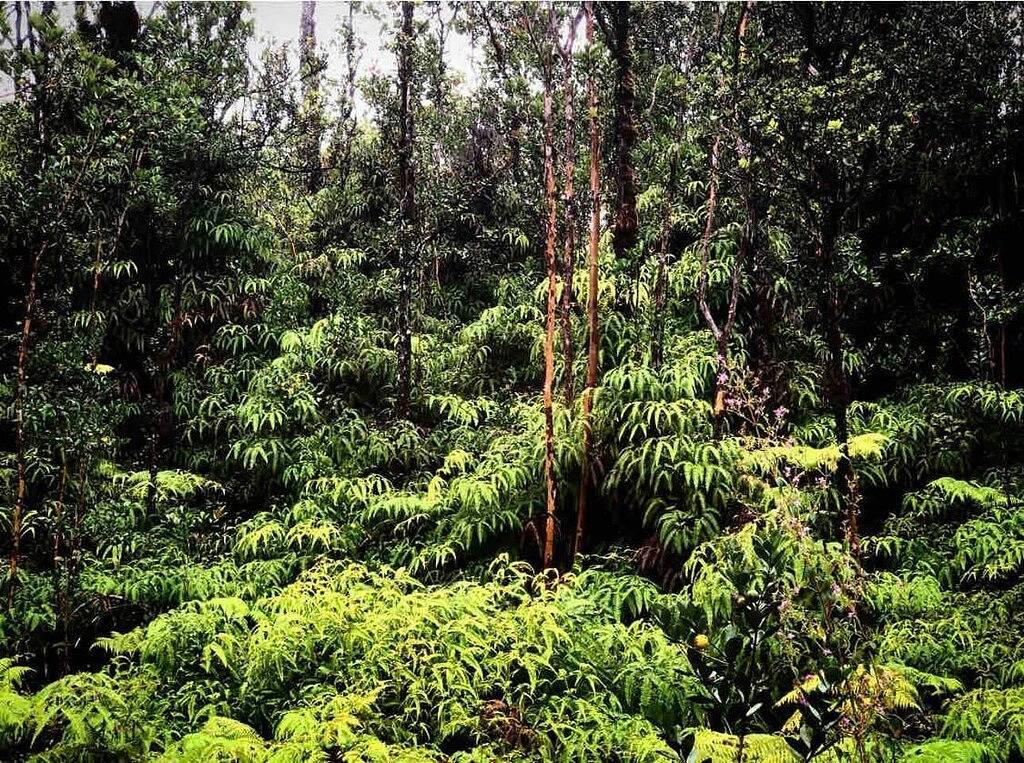 Jungalow mit Frühstück in Eden Roc, West Puna