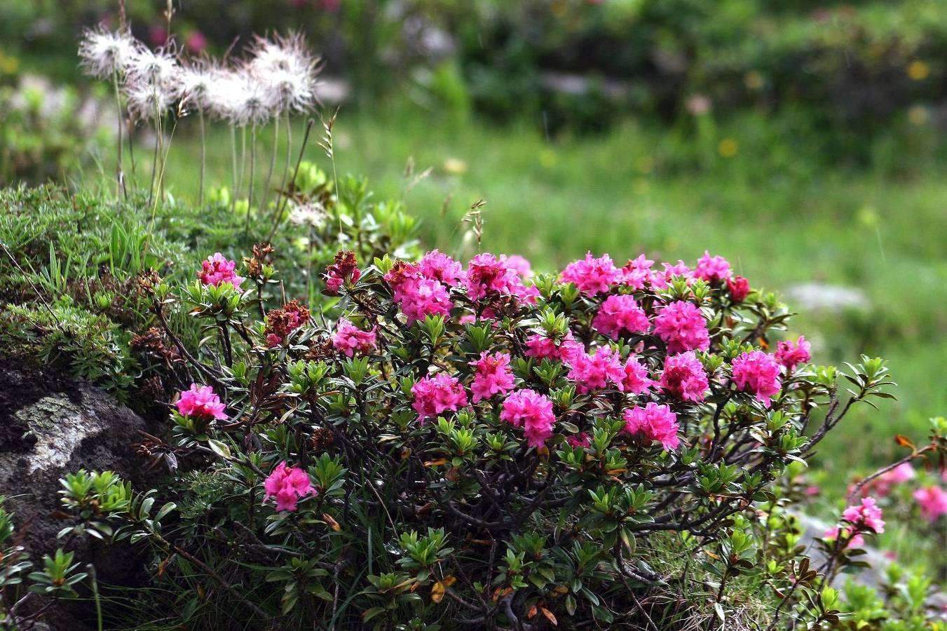 Geheel vakantieappartement, Ferienhaus Posthüttl in Virgen, Bezirk Lienz