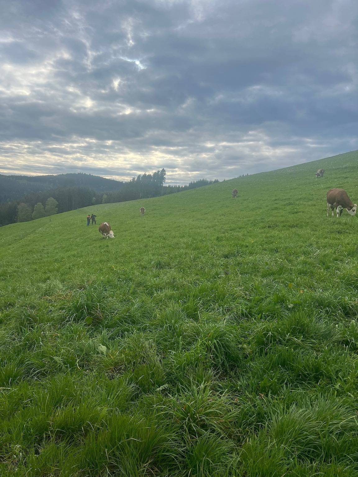 Neueröffnung 2024 Ferienhaus am Kapellenhof mit gemeinsamer Terrasse, gemeinsamem Garten und Wlan in Triberg, Südschwarzwald