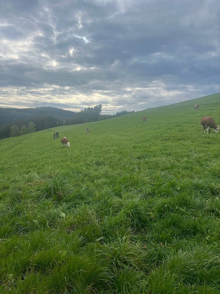 Ferienhaus für 18 Personen, mit Garten, mit Haustier im Schwarzwald - 4