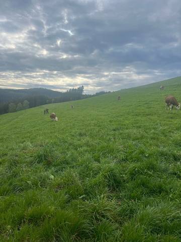 Bauernhof für 18 Personen in Triberg, Hochschwarzwald, Bild 3