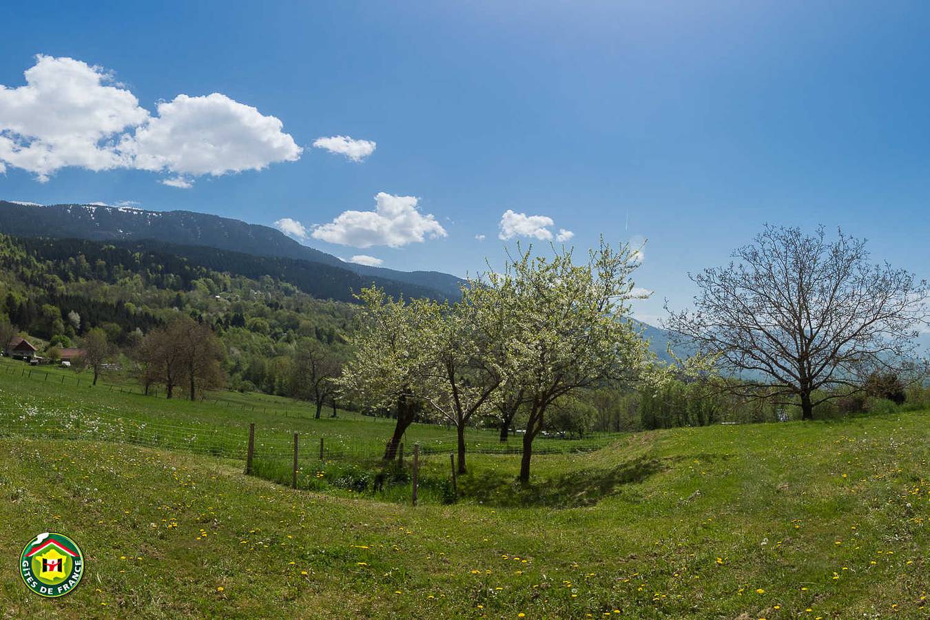 Le vieux Robinier in Saint-Martin-d'Uriage, Parc national des Écrins
