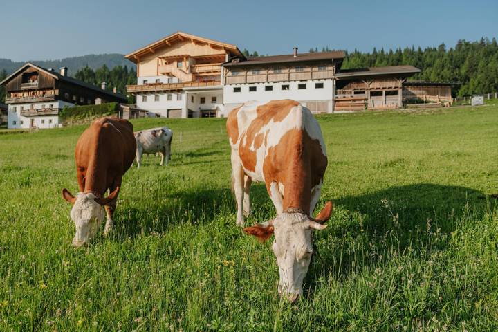 Bauernhaus für 4 Personen, mit Garten und Ausblick sowie Terrasse, mit Haustier in Osttirol - 2