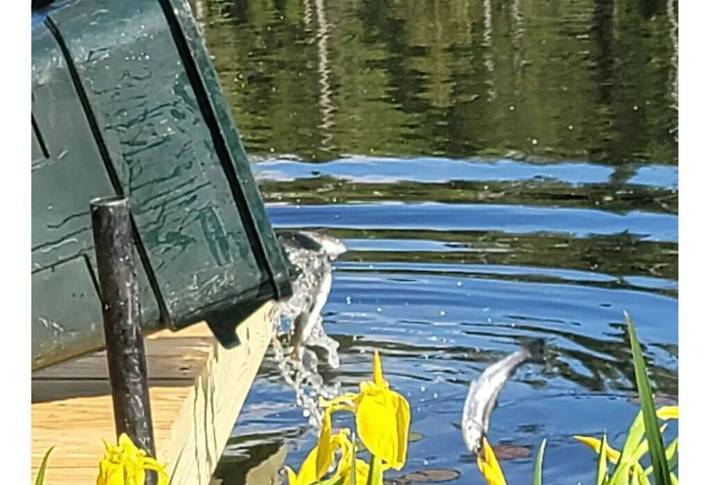 Camping for 4 people in New Hampshire