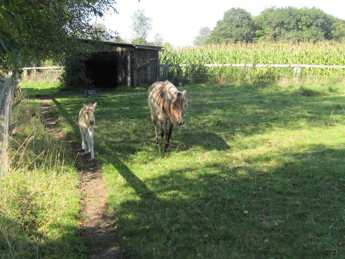 Ferienwohnung für 2 Personen, mit Terrasse und Garten in Westerstede - 4