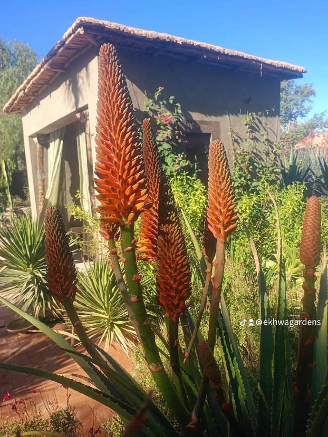 Riad pour 3 personnes, avec jardin ainsi que vue et piscine à Taroudant - 4