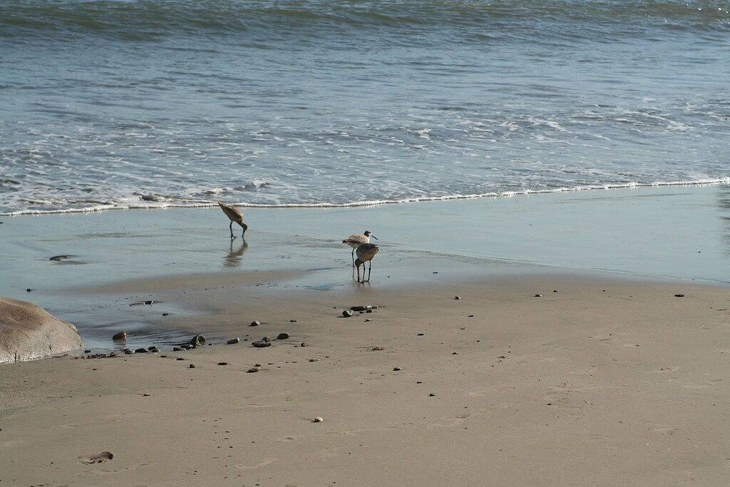 Ganze Wohnung, Wunderschöner Kurzurlaub am Strand mit trockenem Sandkohlenstoff - Seestern in Malibu Beach, Malibu