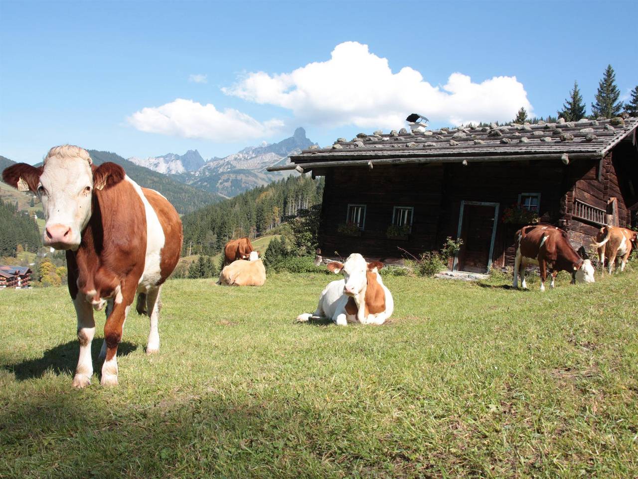 Geheel vakantieappartement, App/1 slaapkamer/douche, wc in Filzmoos, Tennengau