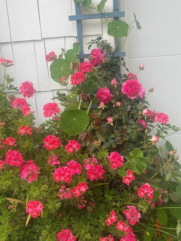 \"Secret Garden Beach House\" Haustiere Hot Tub in Capitola, Santa Cruz County