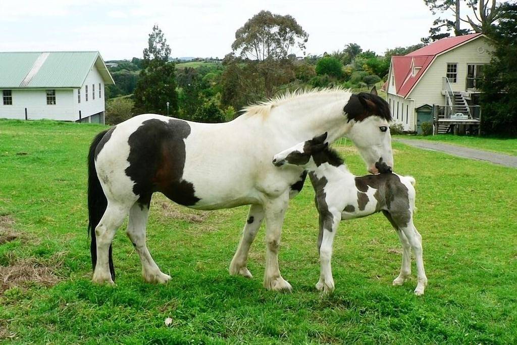The Carriage House, Bay of Islands in Kerikeri, Bay Of Islands
