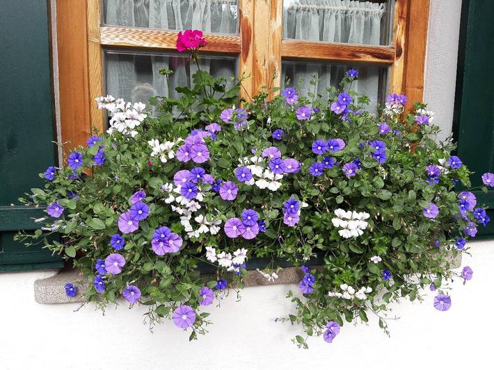 Ferienhaus für 5 Personen, mit Balkon/Terrasse und Balkon in Sankt Oswald-Riedlhütte - 4