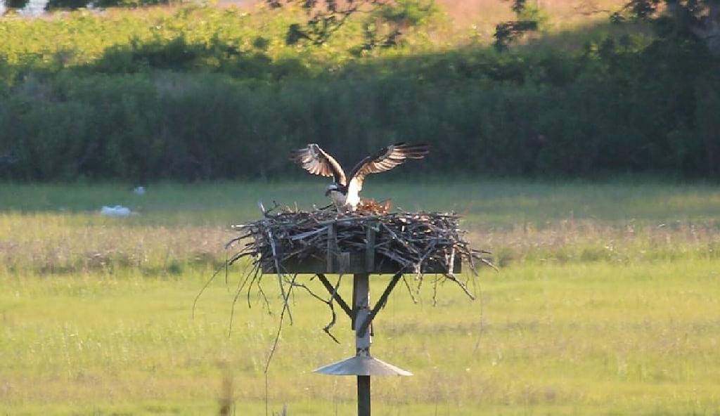 Cottage auf historischem Anwesen mit Privatstrand und majestätischem Long Island Soundblick. in Old Lyme, Connecticut