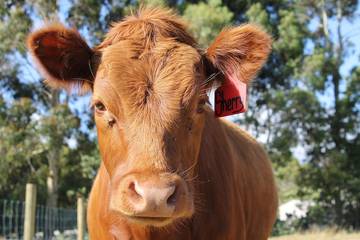Holiday Home for 6 People in Bass Coast Shire, Photo 2