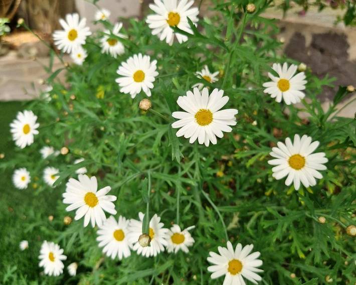 Location de vacances pour 4 personnes, avec jardin et jacuzzi à Ghilarza - 4