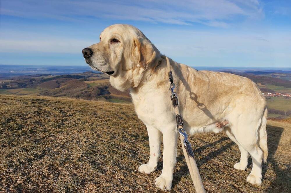 Exklusives Ferienhaus in der Rhön mit Wald, Urlaub mit Hund und Familie in Hilders, Rhön-Hessen