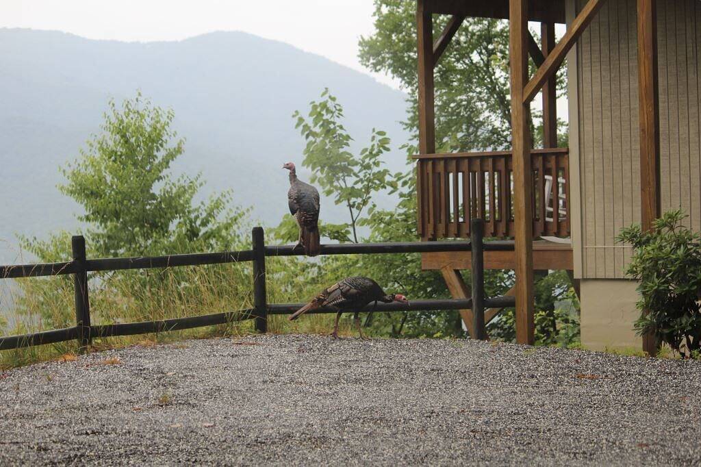 Falcon Ridge - Alle Zimmer mit Bergblick, Whirlpool, 2 Decks, Wlan, Klimaanlage, 5-Sterne in Blue Ridge Parkway, Cataloochee Valley