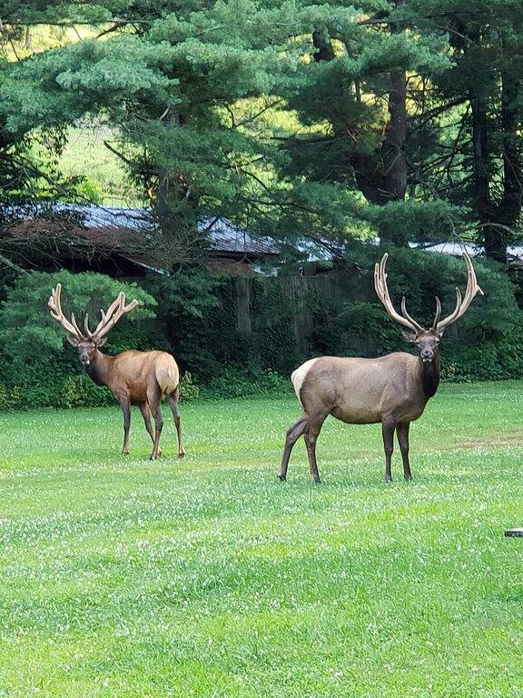 Cabin 2 - 1 Bedroom Cabin with Campbell Creek view in Pioneer Village in Blue Ridge Parkway, Maggie Valley