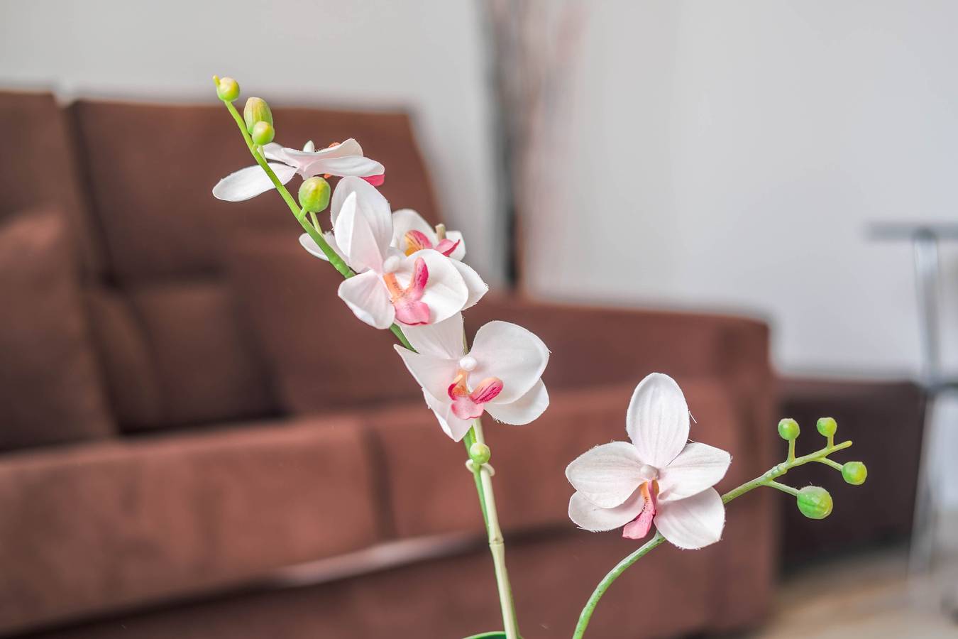 Appartement entier, Studio Appartement Estudio Centro Medano près de la plage avec Wi-Fi et balcon in Playa el Médano, Granadilla de Abona