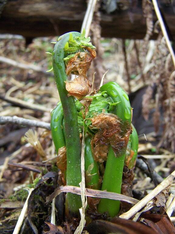 Allagash Elevated Escape • Cedar Hot Tub • Outdoor Entertaining • Riverfront in Aroostook County