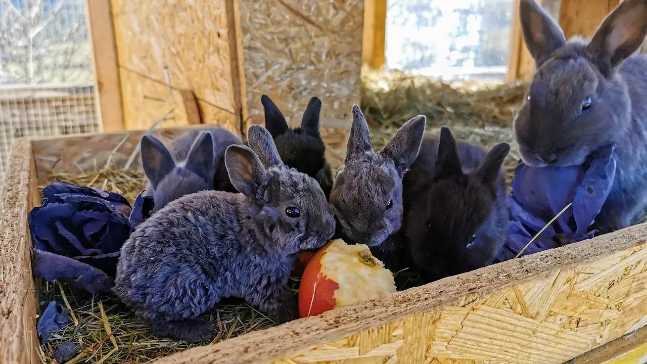 Ganze Ferienwohnung, Ferienwohnung für 4 Personen (70 m²) in Irdning-Donnersbachtal in Rottenmanner und Wölzer Tauern, Irdning-Donnersbachtal