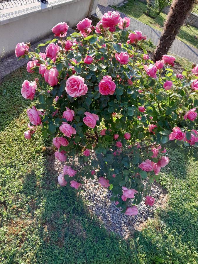 Location de vacances pour 6 personnes, avec jardin, animaux acceptés à Maranville - 3