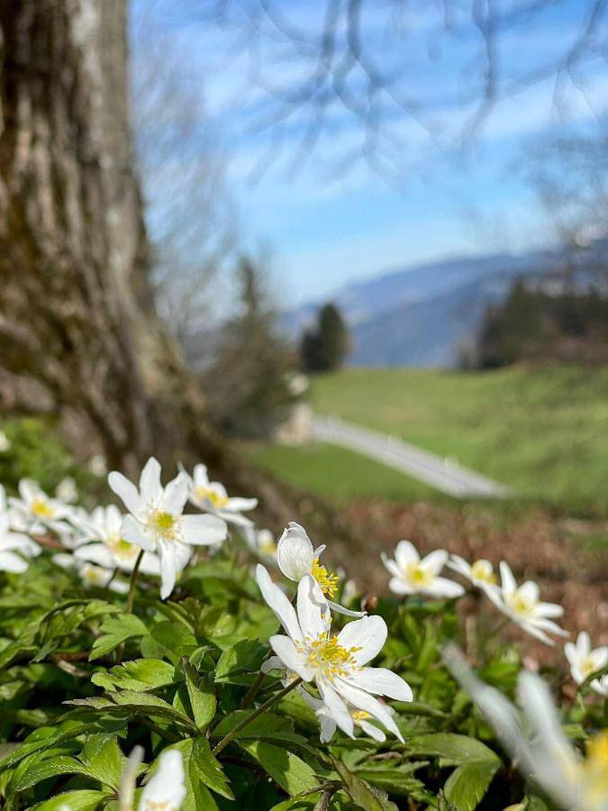 Ferienhaus für 2 Personen, mit Balkon und Terrasse sowie Garten und Ausblick in Sulzberg (Österreich) - 3