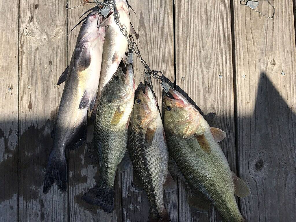 Ihr Urlaubsort in Lake Gaston! Pool, Seeseite und Ausblicke in Hülle und Fülle! in Lake Gaston