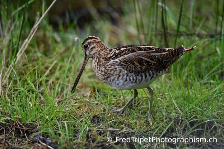 Location de vacances pour 6 personnes, avec jardin à Issac - 3