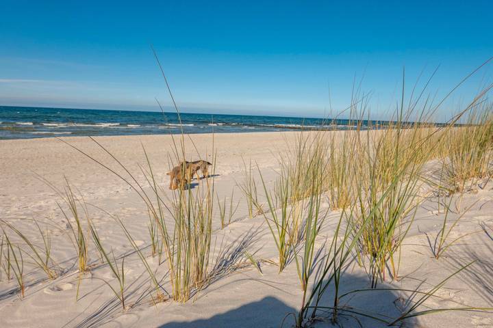 Holiday rental for 5 people, with garden, with pets in Baltic Sea