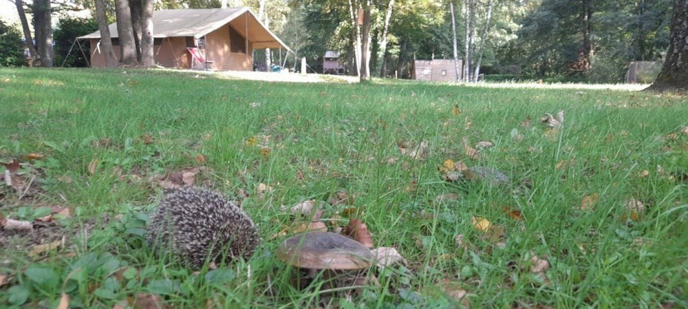Zecamping 3 étoiles piscine animaux acceptés club enfant tente 2 pers in Sauxillanges, Parc Naturel Régional Livradois-Forez