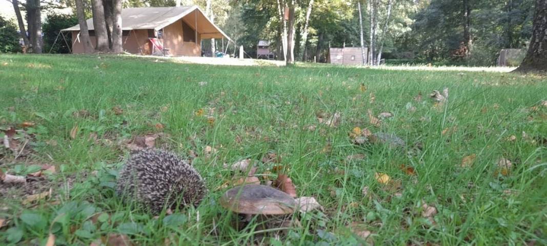 Camping pour 2 personnes, avec sauna dans Région de Besse-et-Saint-Anastaise