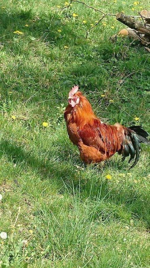 Ferienwohnung für 10 Personen, mit Pool und Sauna sowie Ausblick und Garten in der Oststeiermark - 4