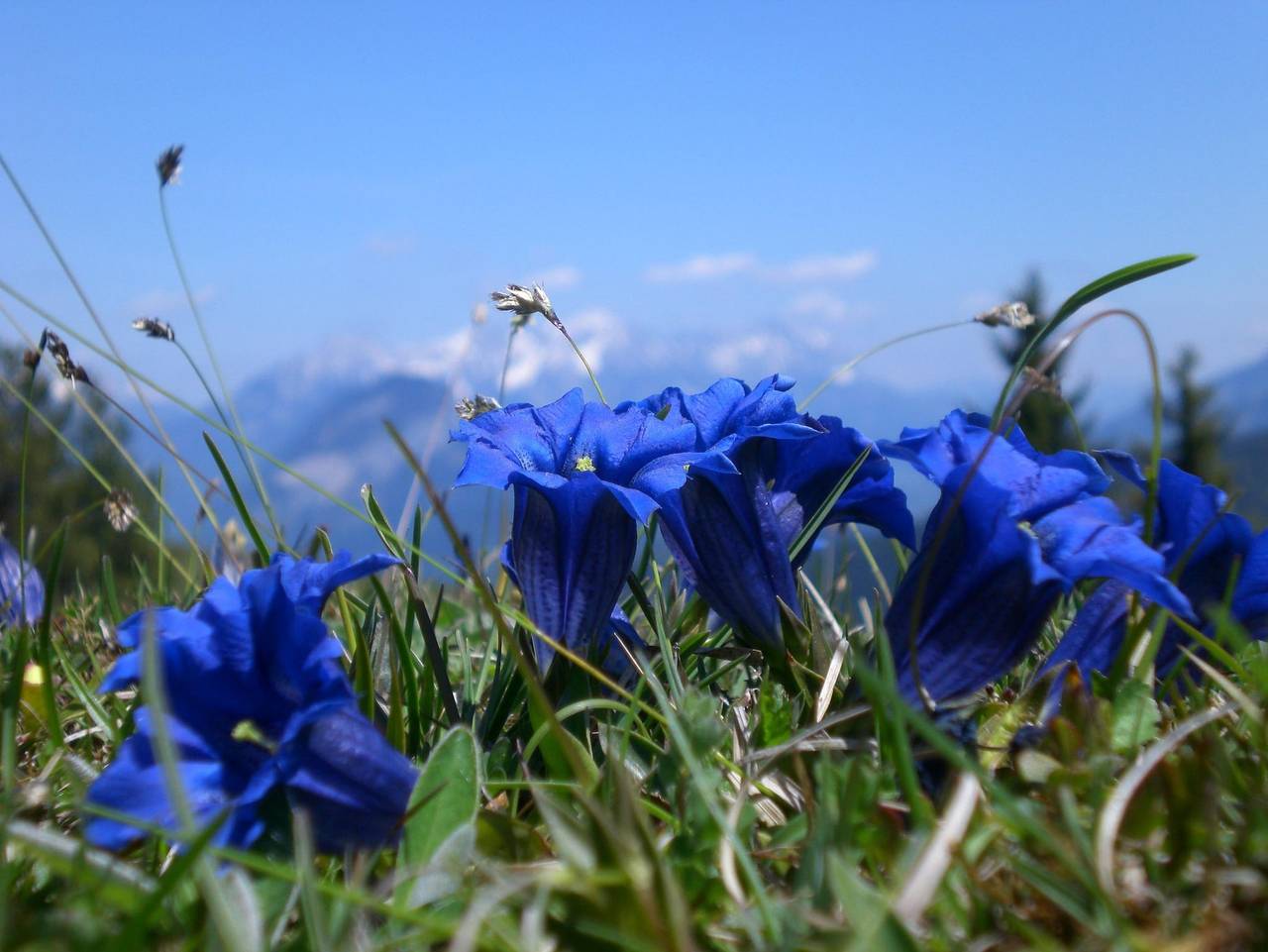 Ganze Ferienwohnung, Appartement Rainer - App. Rainer Nr. 2 in Wildschönau, Kaisergebirge