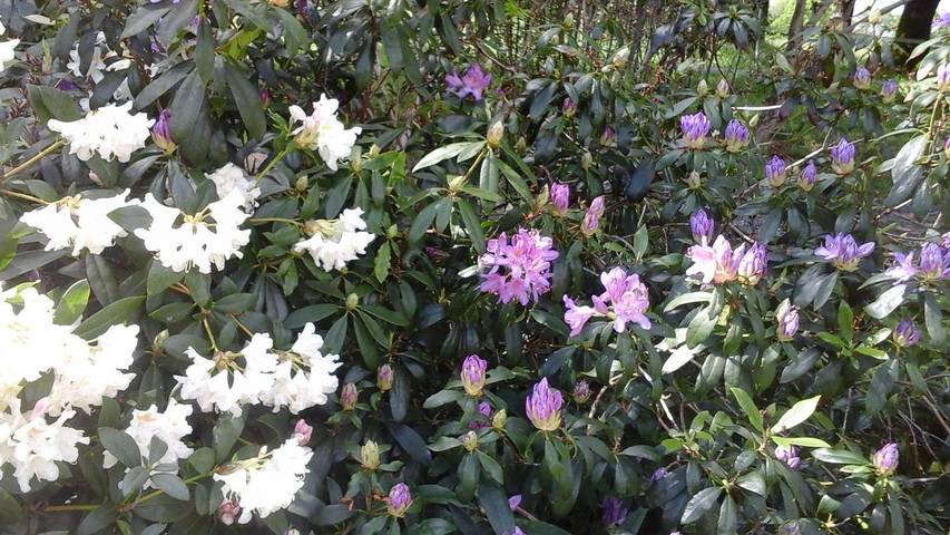 Location de vacances pour 2 personnes, avec jardin, animaux acceptés à Muzillac - 3