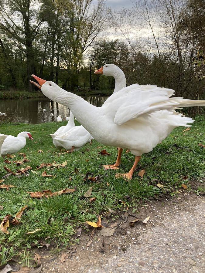 Ferienhaus für 6 Personen, mit Pool und Garten, kinderfreundlich in Franken - 3