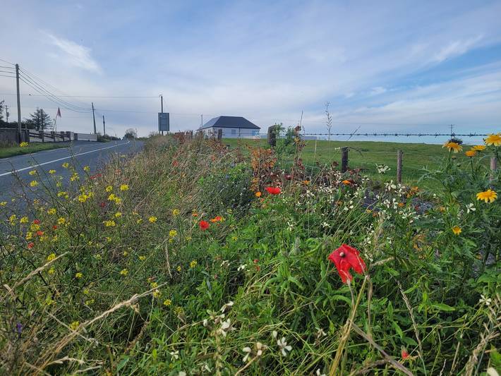 Cottage für 4 Personen, mit Seeblick, kinderfreundlich in Irland - 3