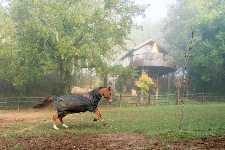 Chalet pour 4 personnes, avec jardin et sauna ainsi que vue et piscine, animaux acceptés en Dordogne - 3