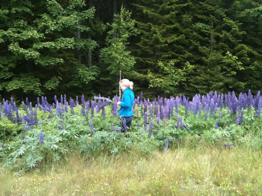 Vacation House for 8 Guests in Mount Desert Island, Maine