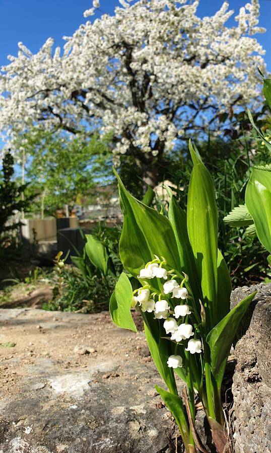 Location de vacances pour 6 personnes, avec vue sur le lac ainsi que jardin et vue, animaux acceptés à Hauterive - 3