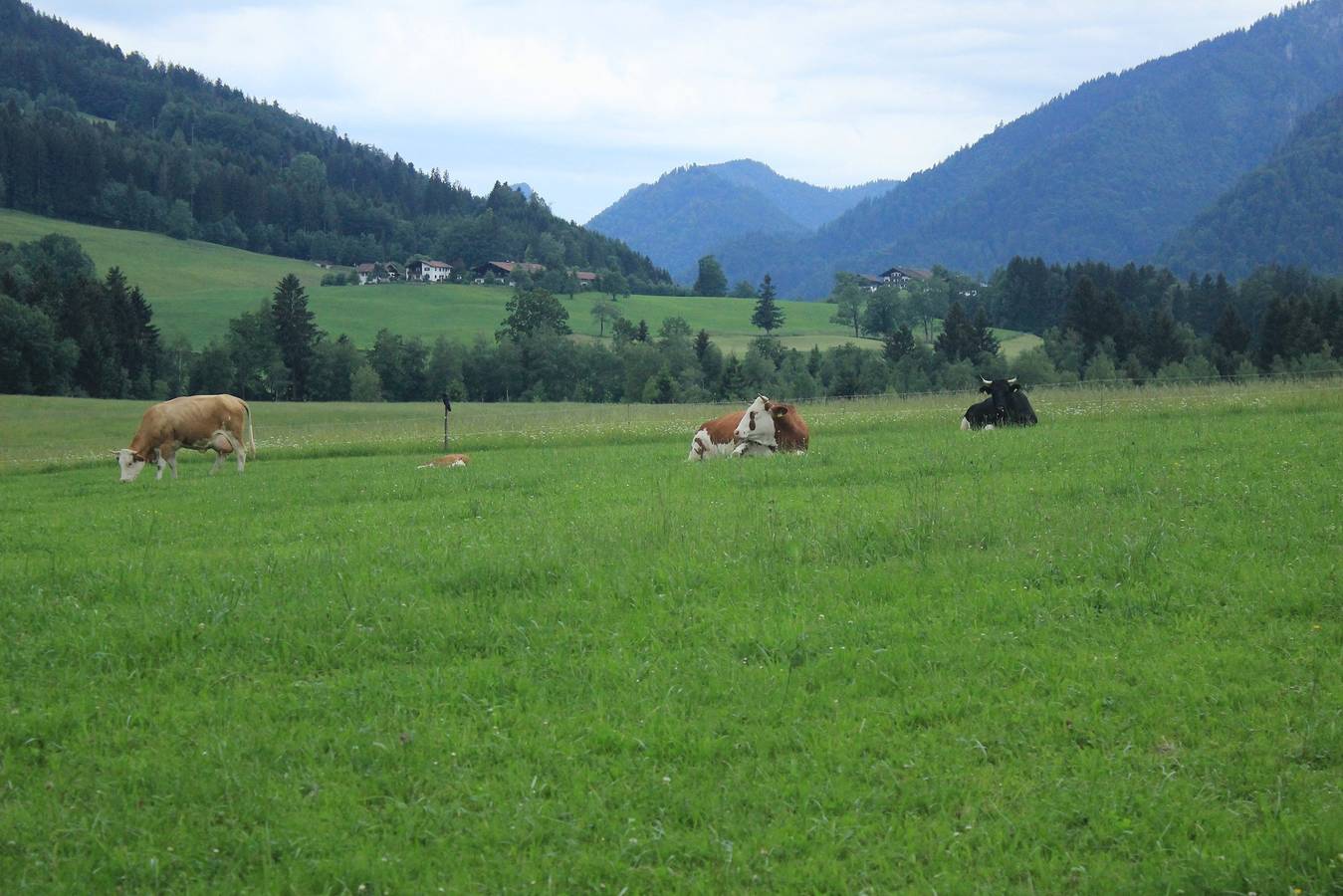 Allinger Hof inkl. Chiemgaukarte - Ferienwohnung Edelweiß 49qm, Balkon, Kochnische, 2 Schlafzimmer, 1 Wohnzimmer in Ruhpolding, Bayerische Alpen