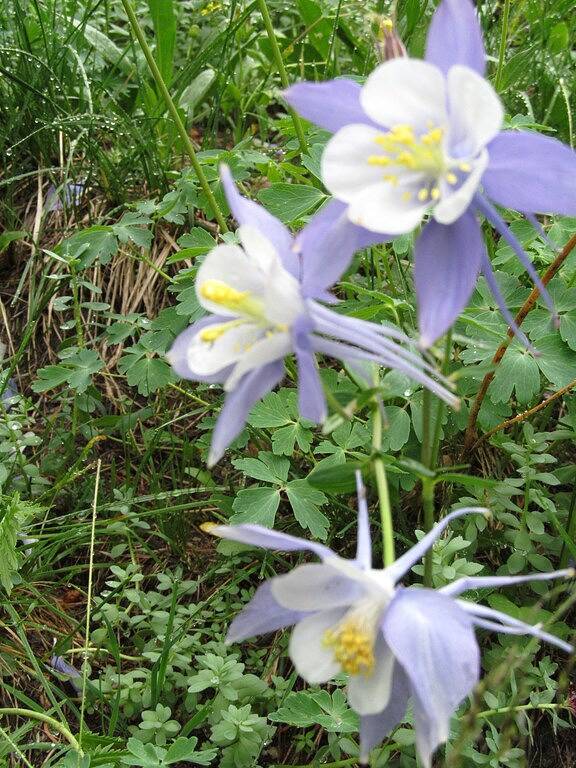 Ganze Wohnung, Schönes 2 Schlafzimmer Loft im Herzen der Innenstadt Jetzt mit Klimaanlage. in Estes Park, Larimer County