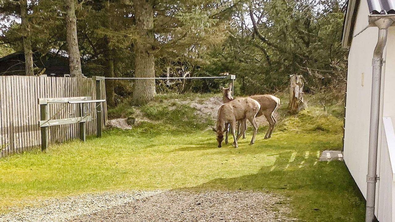 Ferienhaus für 2 Personen (32 m²) in Vejers Strand in Vejers Strand, Varde