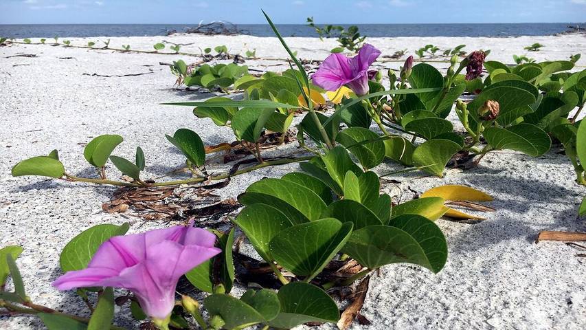 Vacation rental for 8 people, with yard in Pine Island
