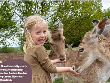 Ferienhaus für 5 Personen in Apenrade, Kleiner Belt, Bild 4