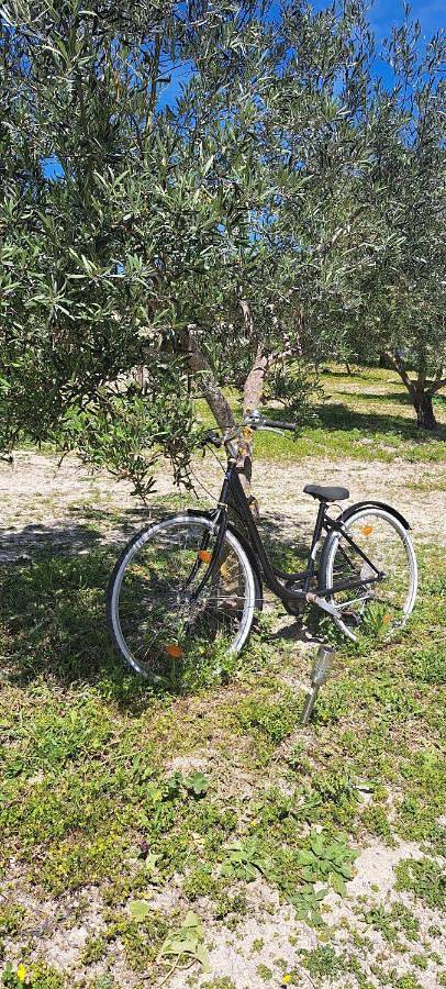 Gîte pour 4 personnes, avec vue ainsi que jardin et piscine, animaux acceptés à Arcos de la Frontera - 2
