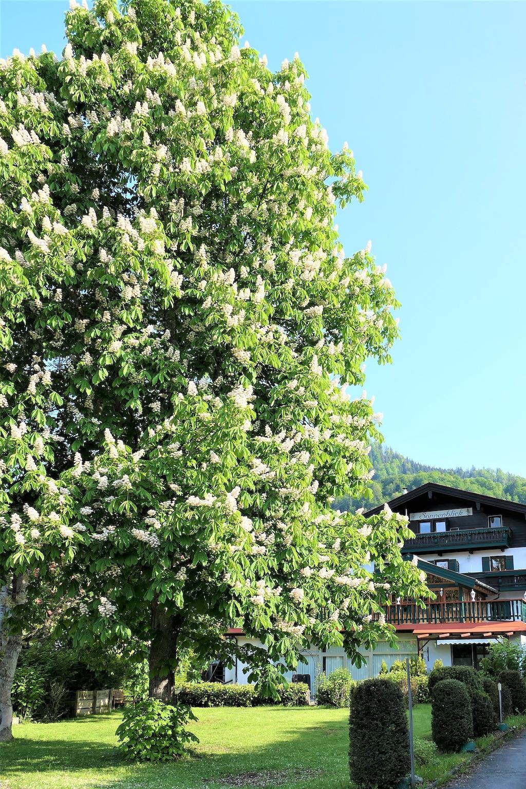 Entire holiday apartment, Landhaus Sonnenblick - apartment with 1 room in Reit im Winkl, Bavarian Alps