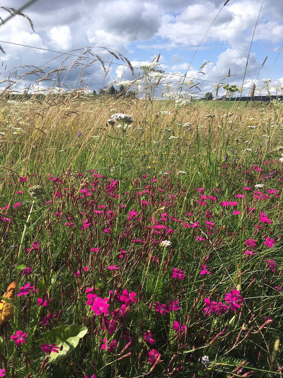 Rhöner Sternenhimmel - Ferienwohnung 2 in Frankenheim (Rhön), Rhön